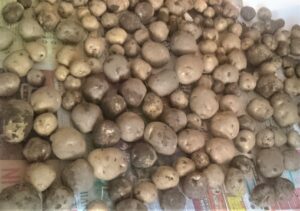 北海道のじゃがいも人気の品種・種類８選とじゃがいものおやつの解説