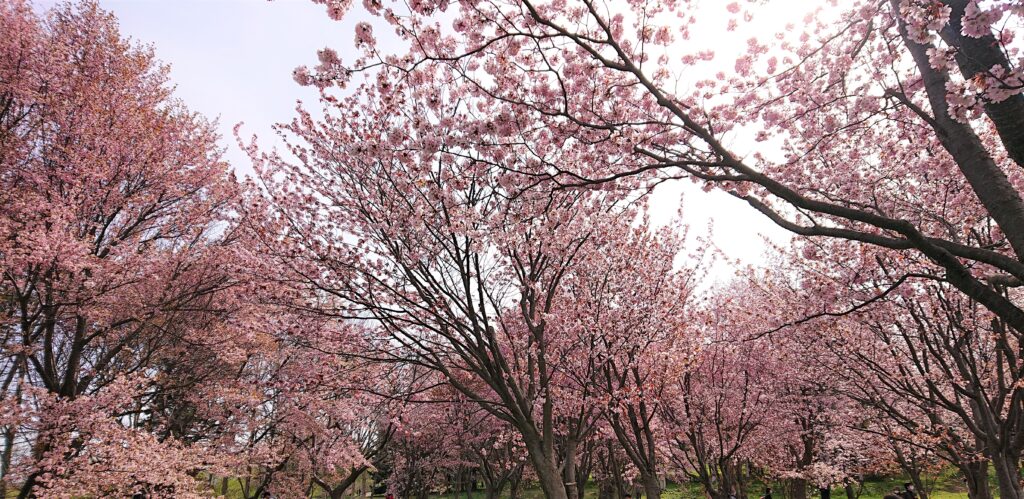 モエレ沼公園の桜