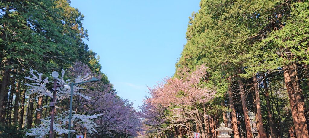 北海道神宮境内の桜