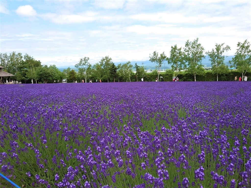 ファーム富田のラベンダー畑