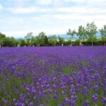 北海道の全14地方・管内の紹介と難読地名の解説