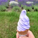 夏の富良野・美瑛観光おすすめ【道内旅行(日帰り・一泊旅行に)】