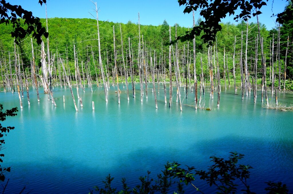 夏の美瑛青い池