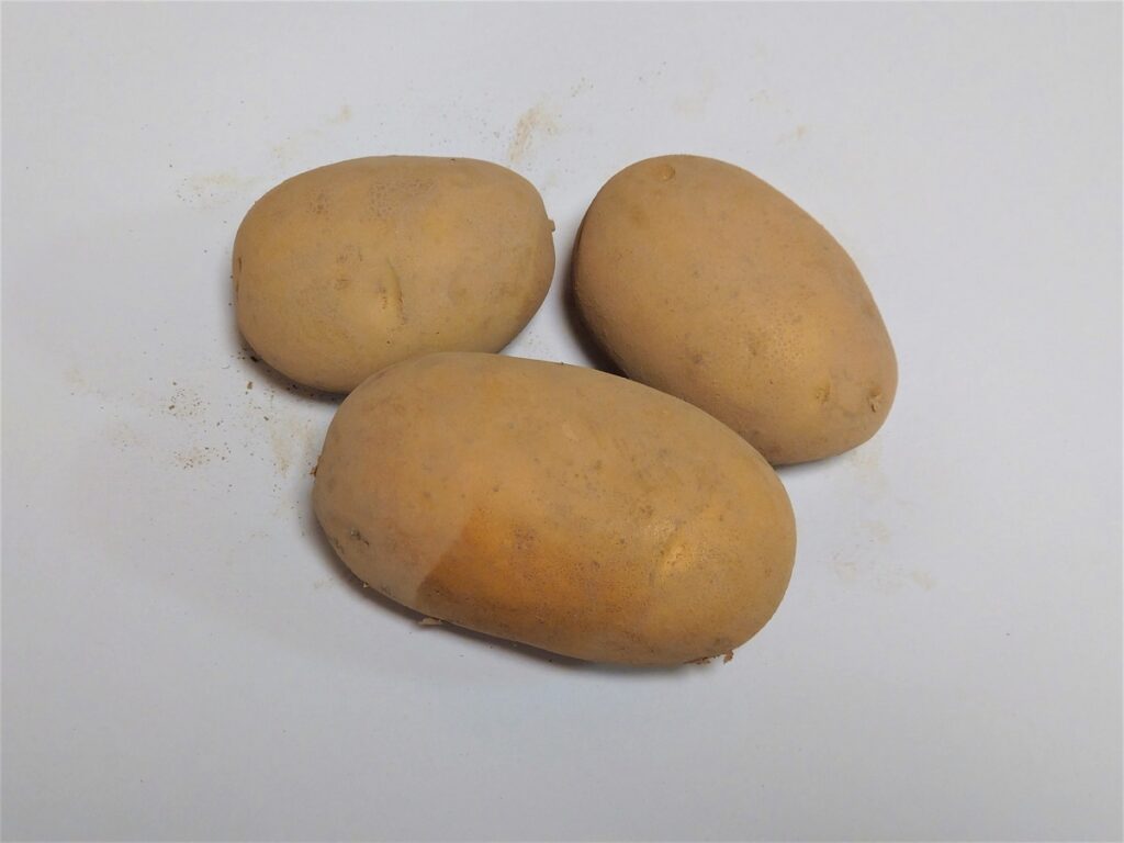 北海道産じゃがいも品種ピルカ